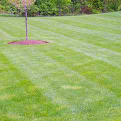 Lawn mowing and maintenance