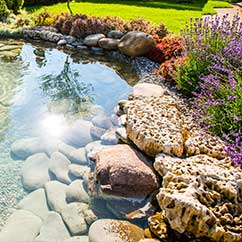 Backyard pond water feature