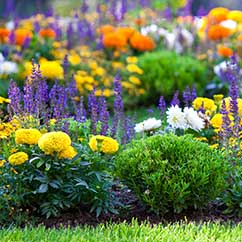 Colorful flower garden